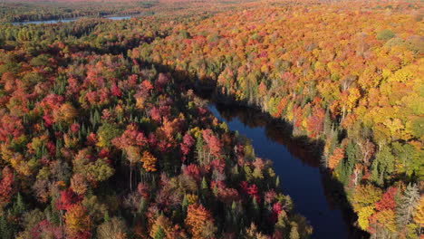 Beautiful-deep-blue-river-flows-through-gorgeous-bright-vibrant-colorful-dense-Canadian-forest-|-aerial