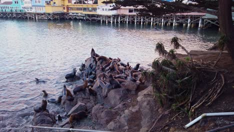 Gimbal-panning-wide-shot-of-sea-lions-hanging-out-on-rocks-at-the-marina-in-Monterey,-California