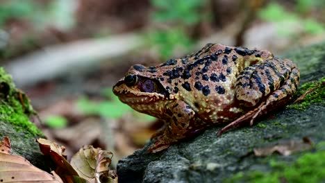 common-European-frog-with-blurry-background