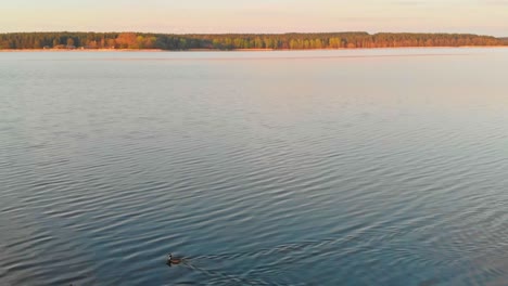 Zwei-Männliche-Stockenten-Schwimmen-In-Einem-See-Bei-Sonnenaufgang-Am-Morgen,-Luftbild