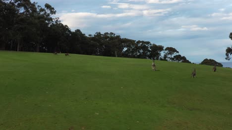 AERIAL-Mob-Of-Grey-Kangaroos-Grazing-On-A-Golf-Fairway