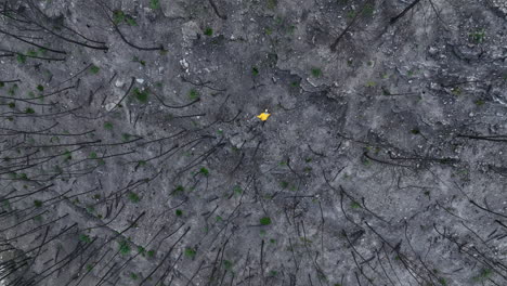 Aerial-head-shot-of-a-Man-walking-in-burned-forest-area-with-yellow-jacket