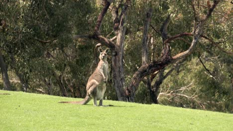 Ein-Einzelnes-Graues-Australisches-Känguru-Blickt-Auf-Die-Kamera,-Die-Auf-Grünem-Gras-Sitzt