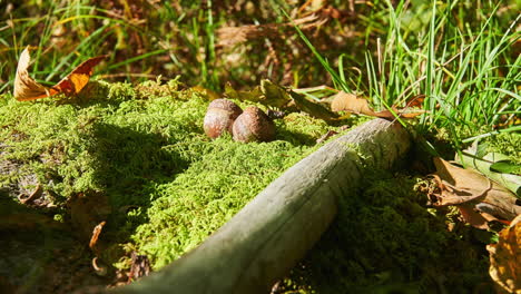 Dappled-sunlight-sparking-through-the-tree-leaves-over-moss-and-acorns-on-the-forest-floor---unusual-nature-time-lapse