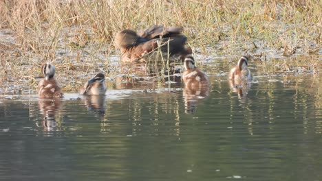 Whistling-duck-chick-swimming-on-water-pond-area-