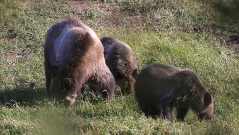 Adult-female-grizzly-feeding-with-her-two-cubs-before-winter-in-Glacier-National-Park,-Montana
