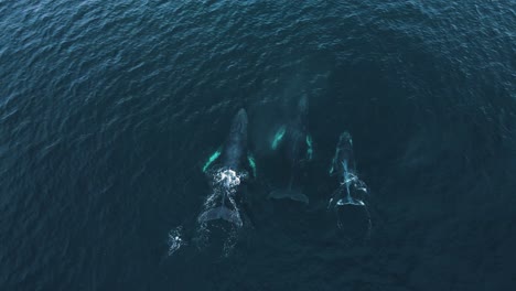 three-humpback-whales-migrating-through-Carlsbad-canyon,-baby,-aerial-view