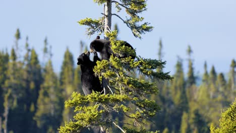 Baby-black-bears-playing-in-a-tree-in-Tadoussac-Quebec-Canada