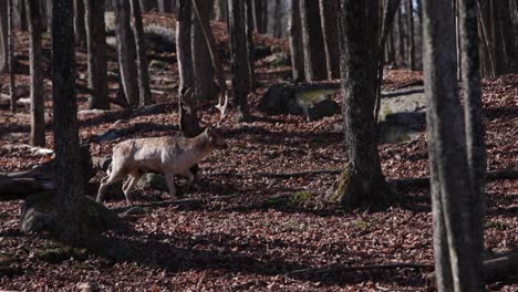 fallow-deer-buck-walking-through-the-forest-as-camera-rolls-by-and-trees-pass-in-foreground