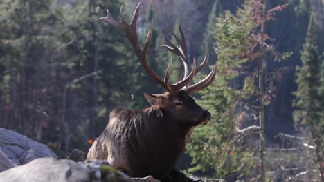 elk-bull-autumn-leaves-falling-as-the-king-lays-majestically-and-camera-slides-by-slomo