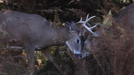 deer-bucks-locking-antlers-in-battle-of-domination