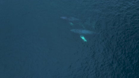 two-humpback-whales-surface-in-Carlsbad