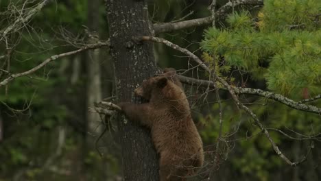 cinnamon-bear-cub-climbs-down-tree