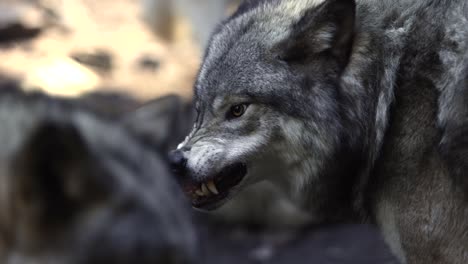 Timberwolf-Bereit,-Sich-Mit-Scharfen-Zähnen-Zu-Verteidigen,-Nahaufnahme-Slomo