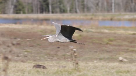 great-blue-heron-flying-low-slomo-sunny-day