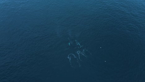3-Riesige-Buckelwale-Wandern-Zusammen,-4k,-Drohnenansicht,-Carlsbad,-Kalifornien