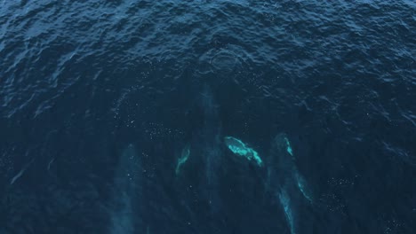 3-humpback-whales-migrating-together,-drone-view
