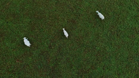 Three-white-sheep-grazing-in-green-meadow