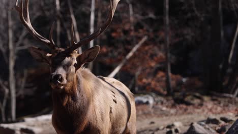 elk-bulk-walks-by-camera-very-closeup-unreal