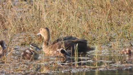 Whistling-duck-chicks-in-pond-area-