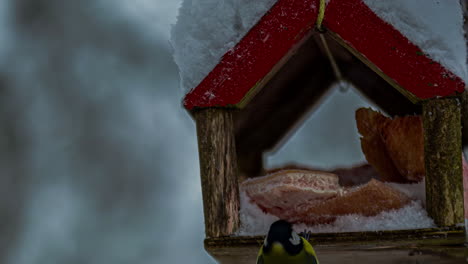 Timelapse-Of-Bird-Feeder-House-In-Dark-Afternoon-Winter-With-Great-Tit-Birds-Flying-In-And-Out