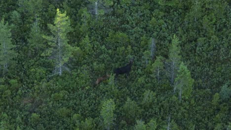 Moose-female-with-calf-walking-through-woodland