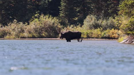 Large-bull-moose-in-a-lake-with-a-hurt-rear-leg