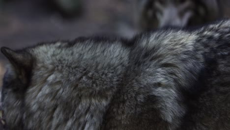 timber-wolf-snapping-and-biting-closeup-slomo-trying-to-assert-dominance
