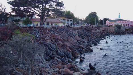 Gimbal-Nahaufnahme-Einer-Großen-Anzahl-Von-Seelöwen,-Die-An-Land-Und-Im-Ozean-In-Monterey,-Kalifornien,-Kommen