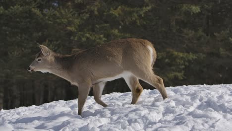 whitetail-deer-walking-in-snow-side-profile-slomo