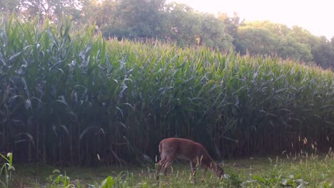 Whitetail-yearling-calmly-munching-on-a-plot-of-wild-radishes-near-a-cornfield-in-the-upper-Midwest-in-the-early-Autumn