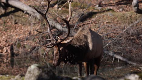 elk-bull-raises-head-licking-water-off-nose-slomo