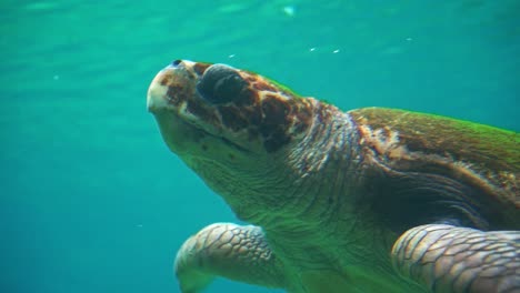 Vulnerable-species,-an-adult-loggerhead-sea-turtle,-caretta-caretta,-moving-its-flippers,-swim-to-the-ocean-surface-to-breathe-and-dive-back-into-the-water,-marine-wildlife-slow-motion-close-up-shot