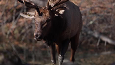 elk-bull-walking-out-of-dirty-water-dripping-wet-slomo