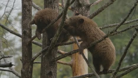 cinnamon-bear-cubs-in-tree-during-heavy-rain-slomo-cuteness
