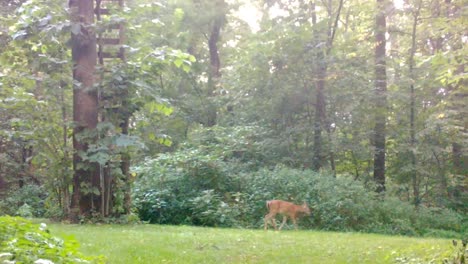 Yearling-whitetail-deer-munching-on-leaves-on-the-edge-of-a-clearing-in-the-woods-of-upper-Midwest