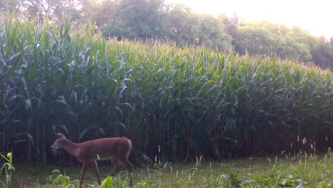 Whitetail-yearling-cautiously-walking-while-having-grass-hanging-out-of-its-mouth-near-a-cornfield-in-the-upper-Midwest-in-the-early-Autumn