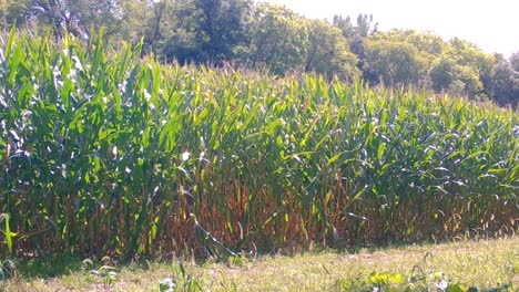 Whitetail-doe-enters-a-cornfield-and-disappears-among-the-stalks