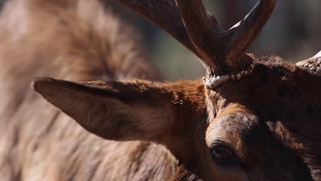 elk-bull-lifts-head-and-walks-right-in-front-of-camera-closeup