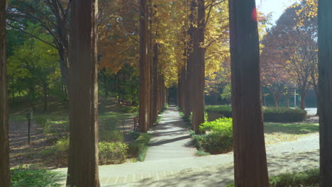 Slow-push-in-down-metasequoia-tree-lined-path-in-Yangjae-Park,-South-Korea-on-sunny-day