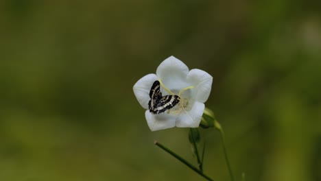 Kleiner-Schmetterling-Auf-Blume-Mit-Start-Und-Flug