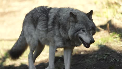 timber-wolf-walking-in-shade-on-edge-of-forest-slomo