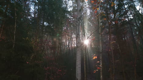 Schöner-Herbstmorgen-Im-Wald