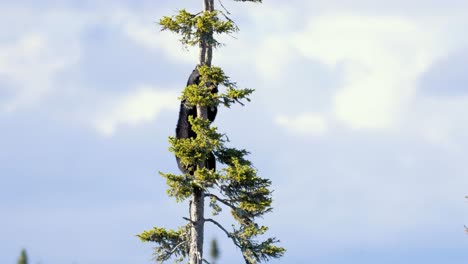 Black-bear-cub-in-a-tree-in-Tadoussac-Quebec-Canada