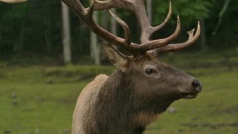 elk-bull-portrait-in-the-slow-motion-rain-epic