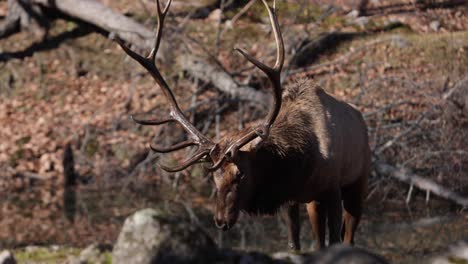 elk-bull-shake-his-head-after-soaking-in-water-slomo