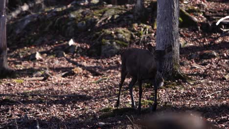 elk-calf-walking-through-the-forrest-in-autumn-with-leaves-on-the-floor
