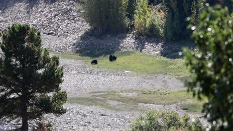 Adult-grizzly-bear-and-her-cub-feeding-just-before-hibernation-in-Glacier-National-Park,-Montana