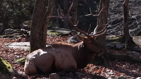 elk-bull-laying-down-resting-in-sunny-forest-habitat