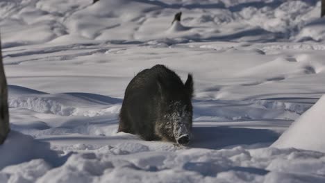 Wildschwein-Zu-Fuß-Durch-Schnee-Pulver-Slomo-Winter